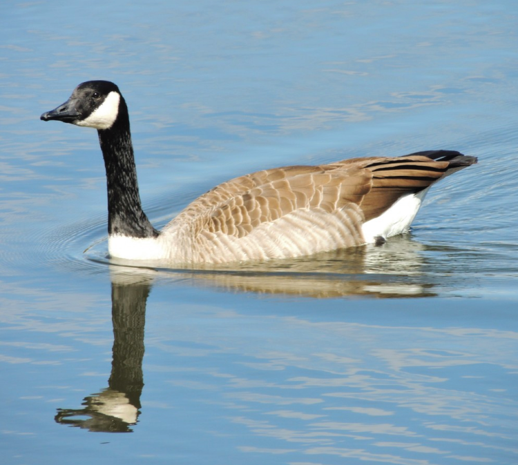 Pepper-Slough-Outfitters-South-Dakota-Hunting-Lodge-Rates-Page-Honker-Image