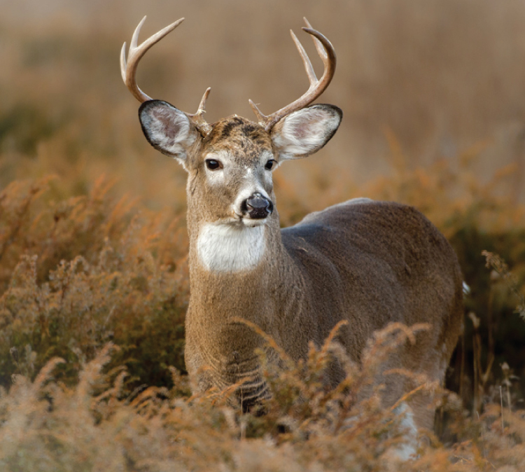 Pepper-Slough-Outfitters-South-Dakota-Hunting-Lodge-Rates-Page-O-Deer-Image