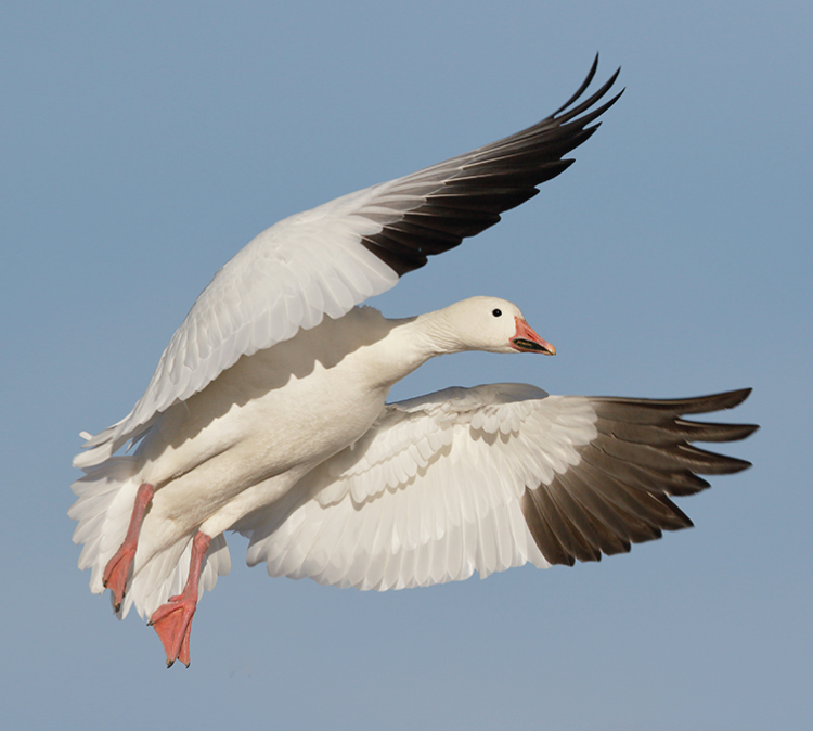 Pepper-Slough-Outfitters-South-Dakota-Hunting-Lodge-Rates-Page-Snow2-Image