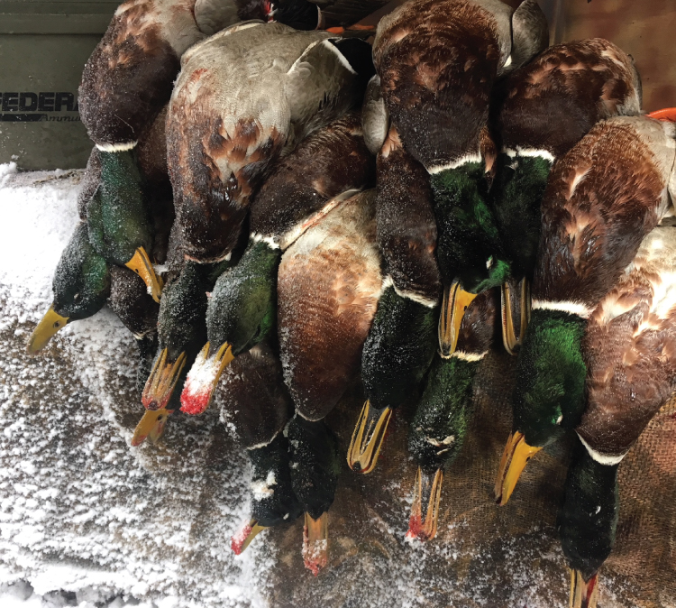 Pepper-Slough-Outfitters-South-Dakota-Hunting-Lodge-Rates-Page-Birds-Image