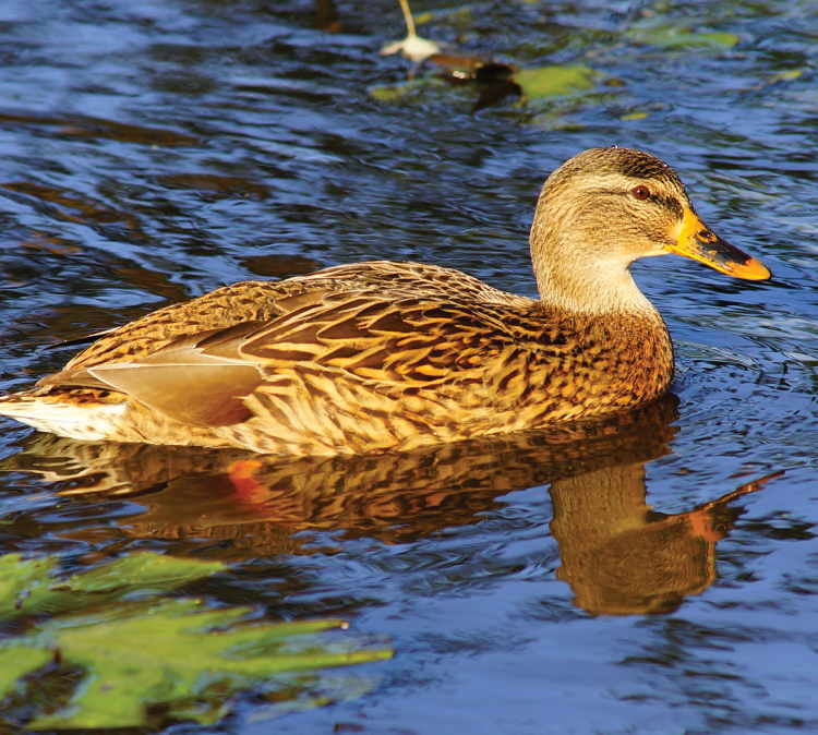 Pepper-Slough-Outfitters-South-Dakota-Hunting-Lodge-Rates-Page-Duck-Image